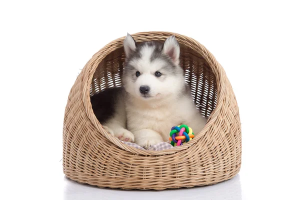 Siberische husky in mand bed liggen — Stockfoto