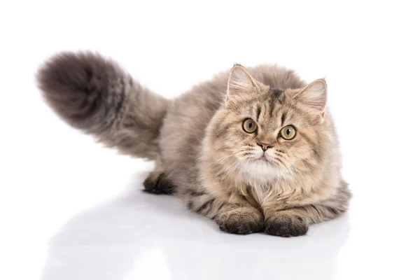 Cat lying and looking on white background,isolated — Stock Photo, Image