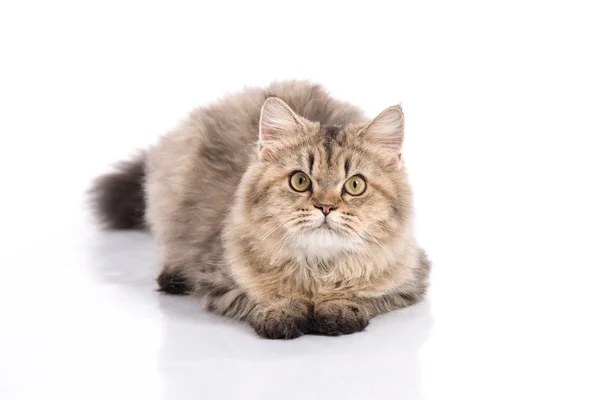 Gato deitado e olhando no fundo branco, isolado — Fotografia de Stock