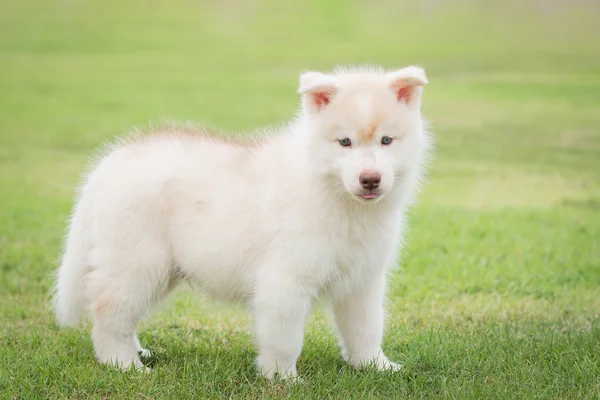 Schattig Siberische husky pup spelen — Stockfoto