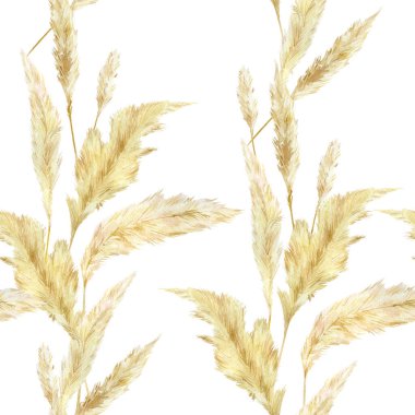 Suluboya vahşi çiçeksiz desen. Pampas graas tasarım boho ve modern tarz için. Panikle Cortaderia selloana Güney Amerika, tüylü çiçek başları.