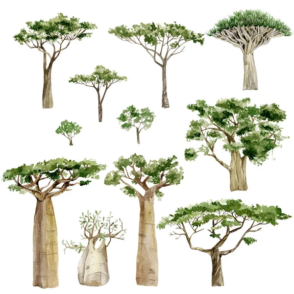 Aquarell Afrika Bäume Gesetzt Handgezeichnete Illustration Südliche Bäume Der Savanne — Stockfoto
