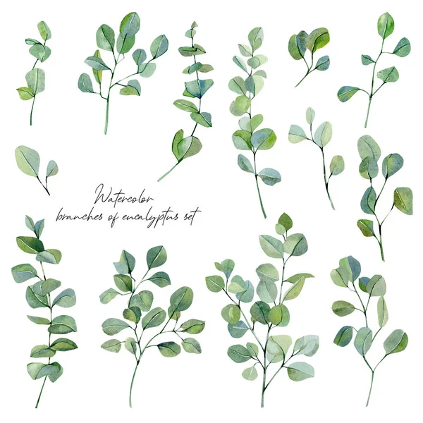 Suluboya okaliptüs yaprakları ve dallar hazır. Tasarım ve tekstil kumaşı için çiçek eko çizimi Bebek partisi için gümüş dolar okaliptüs unsurları, düğün insparasyonu.