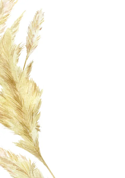 水彩野生の花の結婚式の招待状 デザインカードのBohoと現代的なスタイルのためのパンパグラス要素 パニクルコルタデリアセローナ南アメリカ 羽の花の頭の梅 — ストック写真