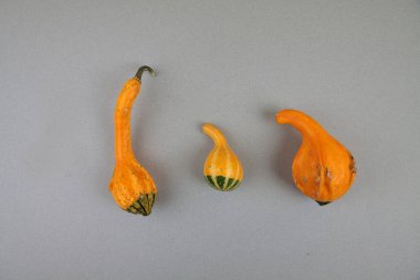 Gri arka planda üç balkabağı izole edilmiş. Çirkin yemek konsepti. Resim kopyalama alanı içeriyor