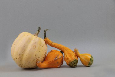 Gri arka planda dört balkabağı var. Çirkin yemek konsepti. Resim kopyalama alanı içeriyor