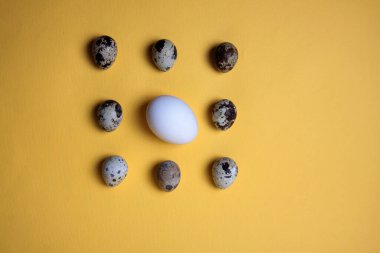 Dokuz yumurta - bıldırcın ve sarı arka planda izole edilmiş bir kaz. Resim kopyalama alanı içeriyor