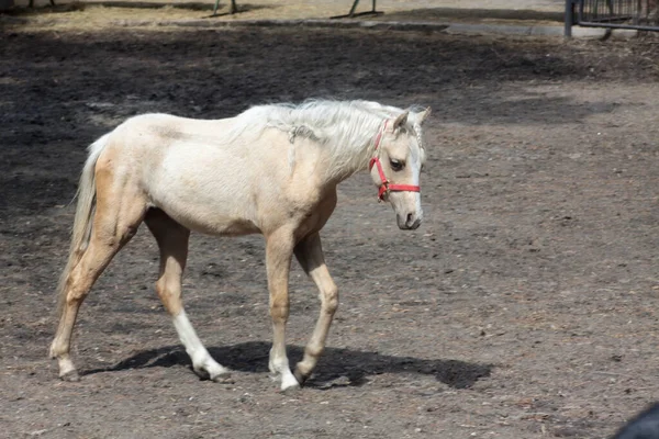 Hvid Hest Der Går Solbeskinnet Eng Landbrugskoncept - Stock-foto