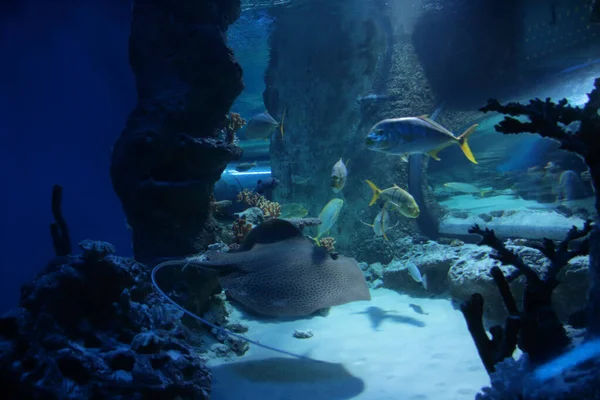 Manta Ray Danse Avec Des Poissons Marins Tropicaux Dans Aquarium — Photo