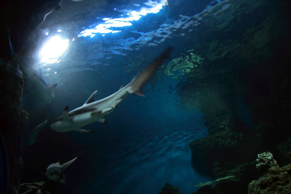 four sharks swimming in beautiful coral reef - underwater sea world