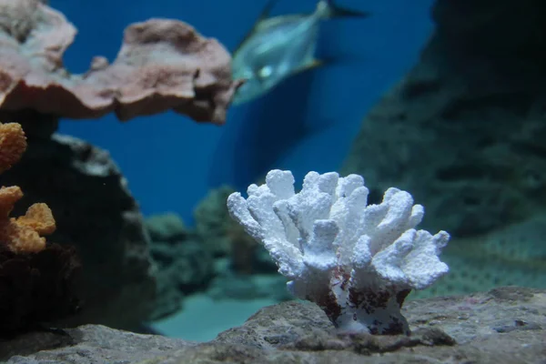 Beau Corail Blanc Dans Mer Monde Sous Marin — Photo