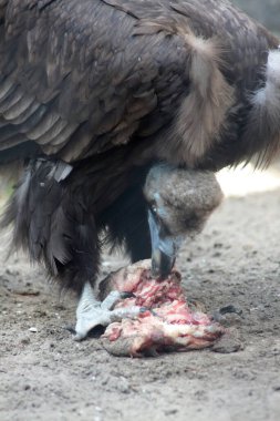 Et yiyen kara akbaba portresi. Vahşi yaşam konsepti.