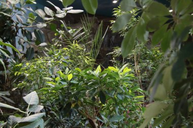 Yeşil ağaçlı botanik bahçesi manzarası - biyolojik çeşitlilik kavramı