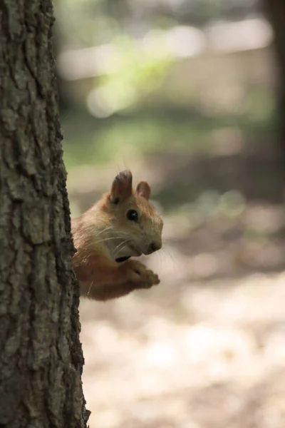 Wildlife Concept Cute Squirrel Sitting Tree Trunk Park — Stock Photo, Image