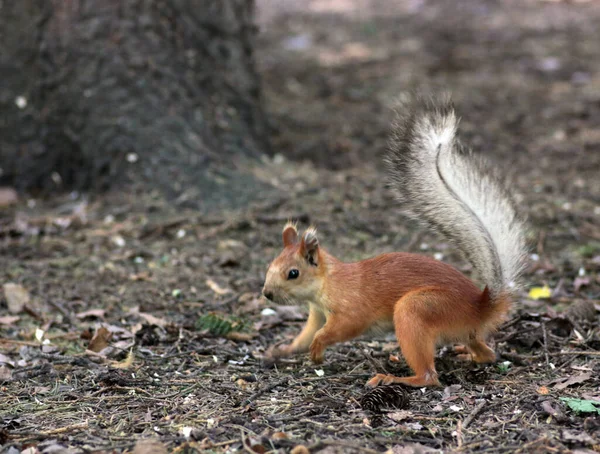 공원에서 먹이를 귀여운 다람쥐 — 스톡 사진