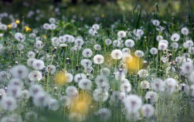 Karahindiba çiçeği tarlası - doğal arka plan. Resim kopyalama alanı içeriyor