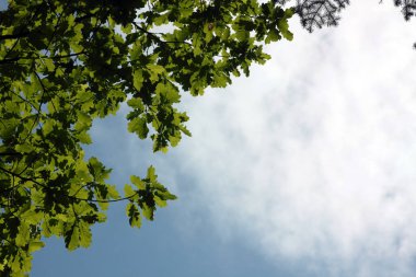 Doğal arka plan - meşe dalları bulutlu gökyüzüne karşı. Resim kopyalama alanı içeriyor