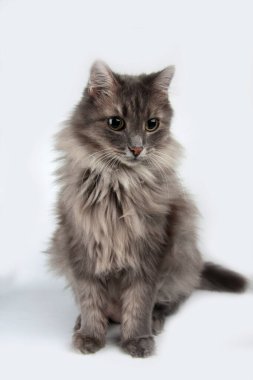 Beyaz arka planda oturan sevimli gri evcil kedi