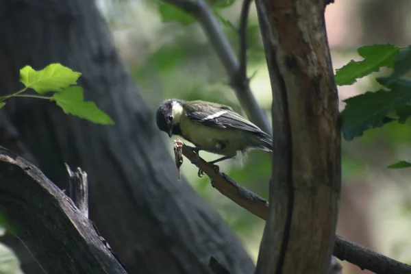 Portrait Tomtit Sitting Tree Park — Stock Photo, Image