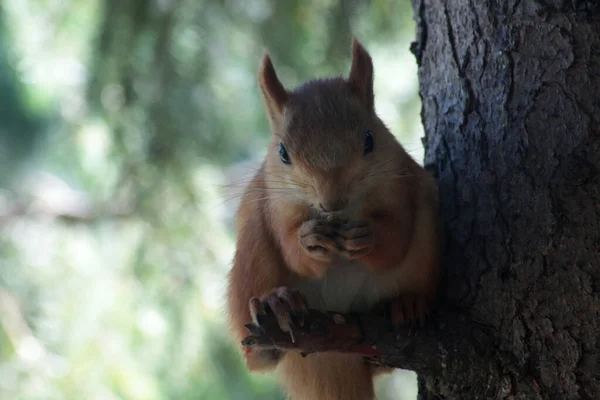 animals in the wild - cute squirrel sitting on a tree eating a nut
