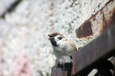 Vahşi doğadaki hayvanlar. Çitin üzerinde oturan bir serçe portresi.