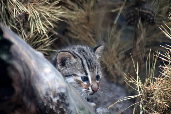 Nahaufnahme Porträt Eines Leopardenkätzchens Das Sich Wald Versteckt — Stockfoto