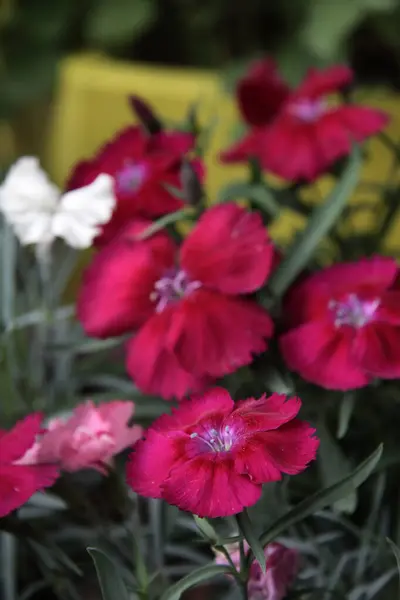 Hierba Medicinal Flores Rojas Clavel Cerca Enfoque Selectivo — Foto de Stock