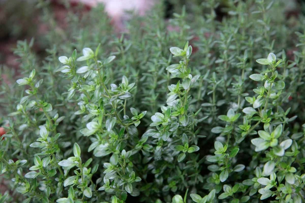 Planta Médica Tomilho Jardim Botânico Perto — Fotografia de Stock