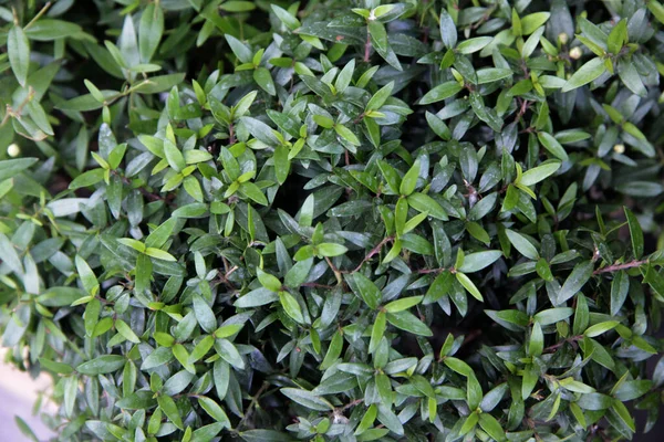 Bakgrund Gjord Gröna Myrtenblad Platt Låg Naturbegrepp — Stockfoto