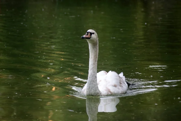 Porträt Eines Schwans Der Auf Einem See Schwimmt Wildlife Konzept — Stockfoto