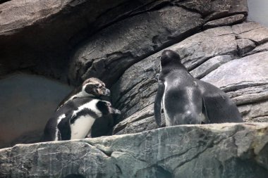 Hayvanat bahçesindeki kayada oturan bir grup Humboldt pengueni.