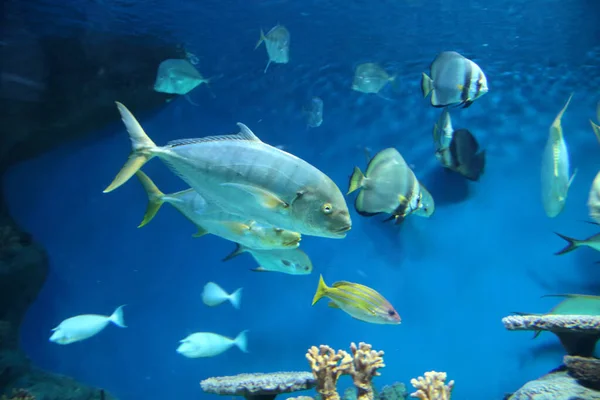 Poissons Tropicaux Nageant Dans Aquarium Biodiversité — Photo