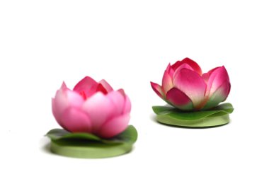 Beyaz arka planda su zambağı izole edilmiş. Resim kopyalama alanı içeriyor