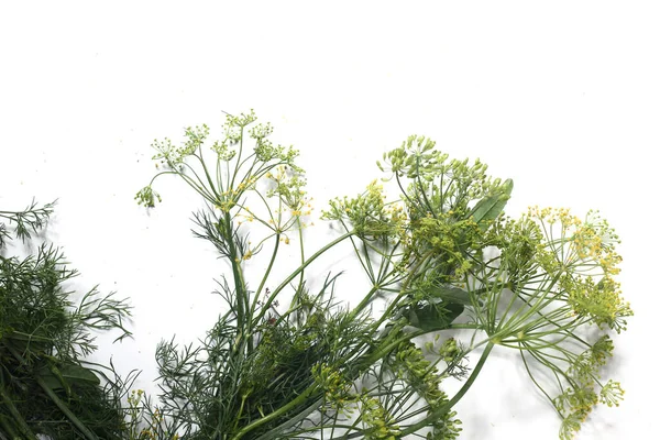 Finocchio Isolato Sfondo Bianco Posa Piatta Immagine Contiene Spazio Copia — Foto Stock