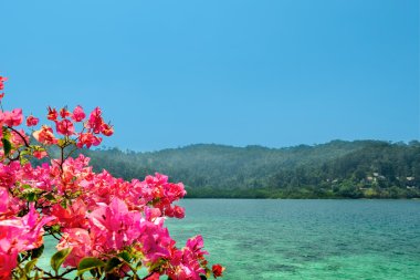 Begonvil ile altın sahilinin doğal görünümü 