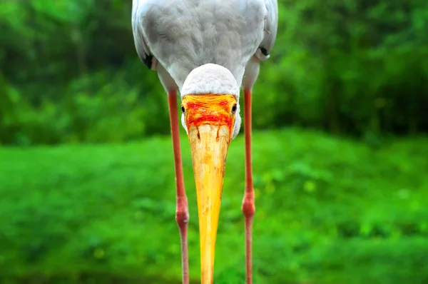 Dławigad. Mycteria Ibis — Zdjęcie stockowe