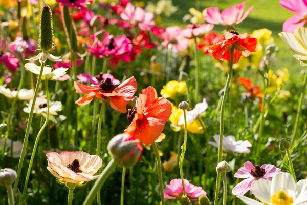 Färgglada kosmos blommor — Stockfoto