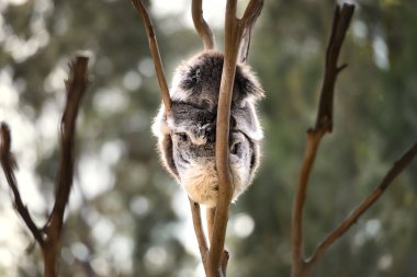 Avustralya koala ayısı uyku