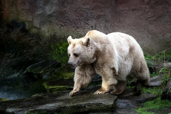Белый медведь на скалах — стоковое фото