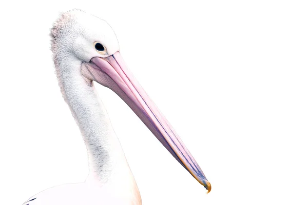 White Pelican isolated — Stock Photo, Image