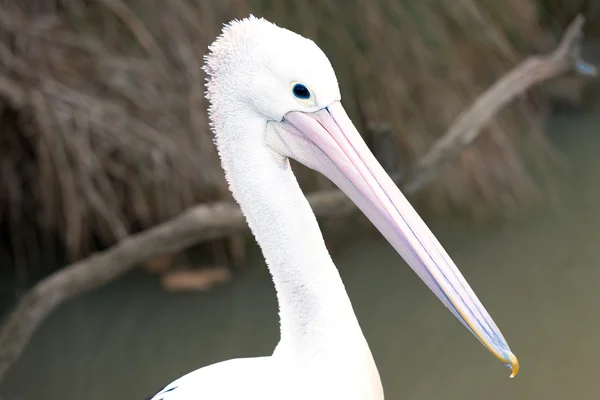 Pelikan aus nächster Nähe — Stockfoto