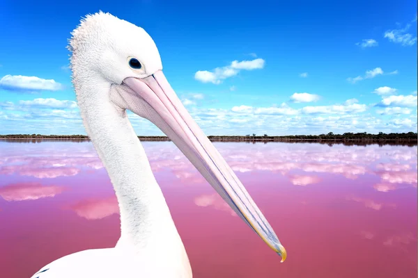 Pelican close up — Stock Photo, Image