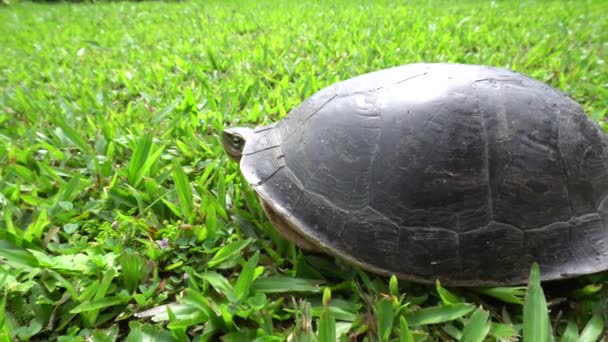野生马来西亚人箱龟在绿草上 侧面看 — 图库视频影像