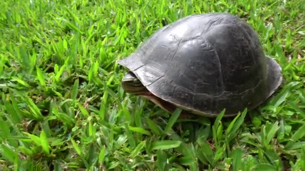 Wilde Maleisische Doosschildpad Met Haar Hoofd Het Groene Gras — Stockvideo