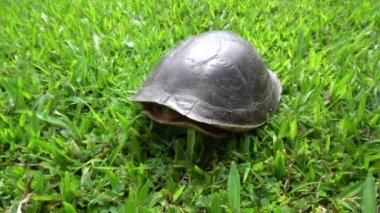 Vahşi Malezya kaplumbağası kafasını yeşil çimlerin üzerinde gösteriyor. 