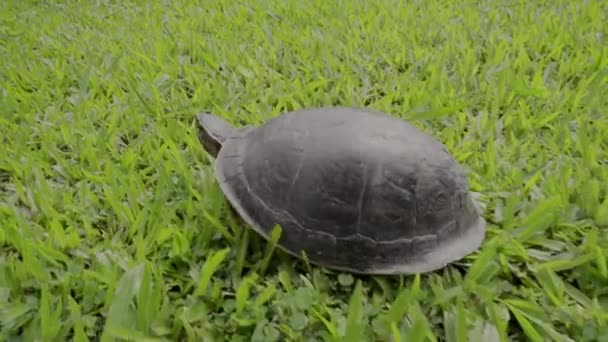 Дикая Малайзийская Черепаха Показывает Свою Голову Зеленой Траве — стоковое видео