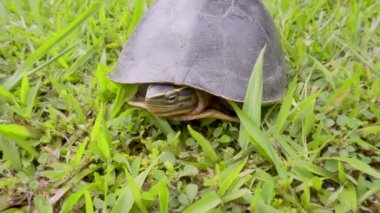 Vahşi Malezya kaplumbağası kafasını yeşil çimlerin üzerinde gösteriyor.