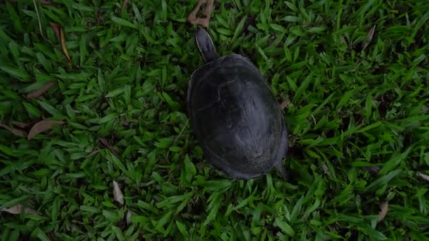 Dziki Malajski Pole Żółw Chodzenie Zielonej Trawie Widok Góry — Wideo stockowe
