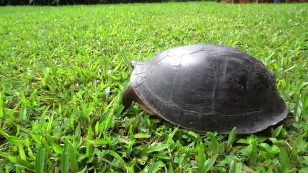 Vild Malaysisk Låda Sköldpadda Går Iväg Det Gröna Gräset — Stockvideo