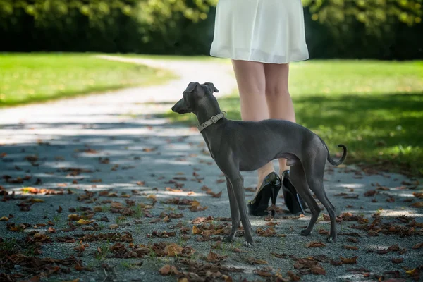 Jambes de la fille avec lévrier dans le parc — Photo